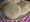 Hamborgarabrauð